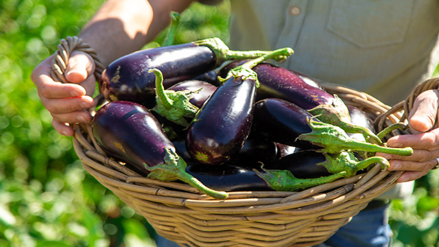 7 Manfaat Terong untuk Kesehatan Tubuh